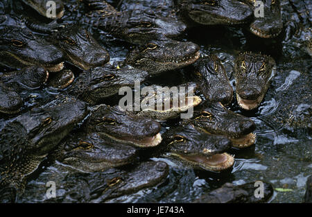 Mississippi Alligatoren Alligator Mississipiensis, Jungtiere, Krokodilfarm, Stockfoto
