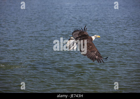 Weißer Kopf See Adler, Haliaeetus Leucocephalus, Flug über der Wasseroberfläche, Stockfoto