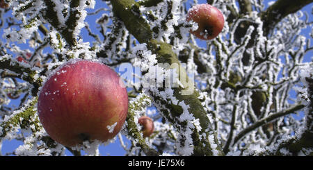 gefrorene Äpfel in einem Baum, Stockfoto