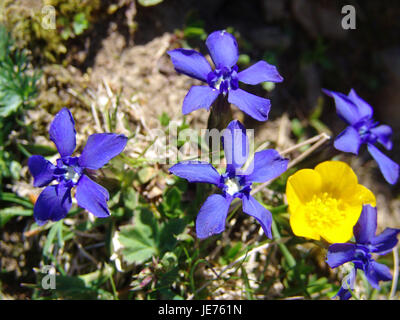 Frühlings-Enzian, Gentiana Verna, Stockfoto