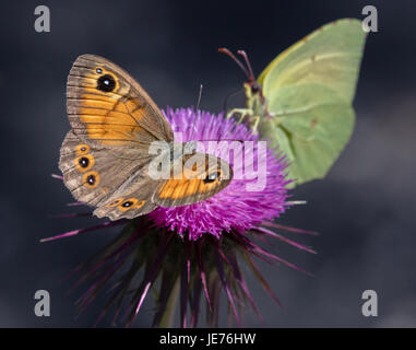 Große Wand braun butterfly Lasiommata maera Weiblichen im Thistle Kopf mit einem männlichen Cleopatra Schmetterling auf der Insel Mljet, Kroatien Stockfoto