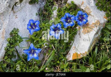 Trompete Enzian Gentiana Kochiana auf steilen Norden gerichteten Abhang in den Picos de Europa im Norden Spaniens Stockfoto