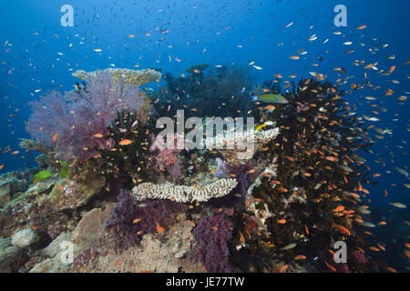 Kennzeichnen Sie Barsche im Korallenriff, Pseudanthias Squamipinnis, Namena marine Park, Fidschi, Stockfoto