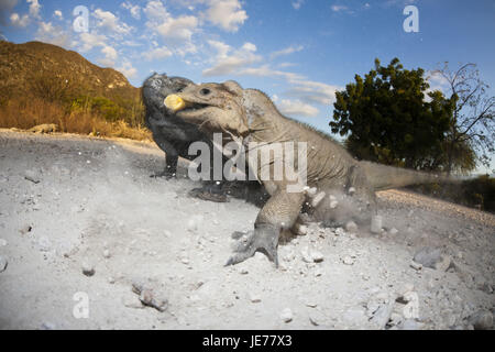 Nashornleguan Cyclura Cornuta, Essen, Nationalpark Isla Cabritos, Lago Enriquillo, der Dominikanischen Republik, Stockfoto