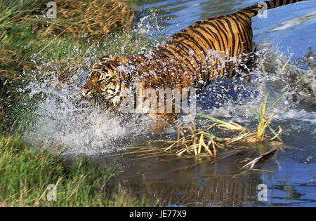 Sumatra-Tiger, Panthera Tigris Sumatrae, erwachsenes Tier, laufen, Wasser, Stockfoto