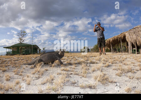 Nashornleguan im Nationalpark Isla Cabritos, Cyclura Cornuta, Lago Enriquillo, der Dominikanischen Republik, Stockfoto