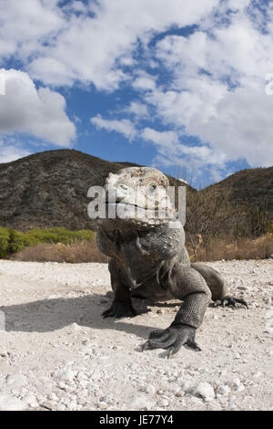 Nashornleguan Cyclura Cornuta, Nationalpark Isla Cabritos, Lago Enriquillo, der Dominikanischen Republik, Stockfoto