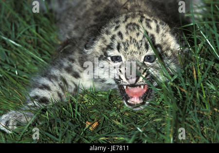 Schneeleopard oder Irbis, Panthera Uncia, Jungtier, Zischen, defensive Position, Stockfoto