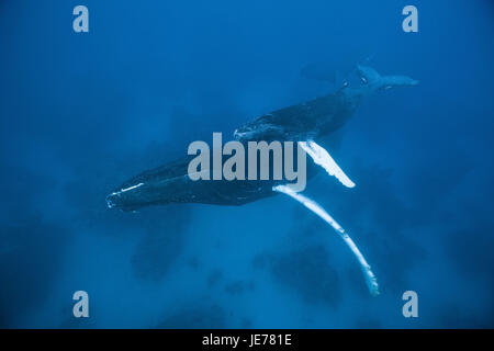 Buckelwal, Mutter und Kalb, Impressionen Novaeangliae, Silver Bank, den Atlantik, der Dominikanischen Republik, Stockfoto