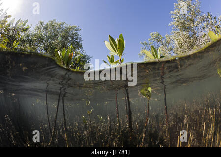 Mangroven, Rhizophora, Nationalpark Batch Haitises, der Dominikanischen Republik, Stockfoto