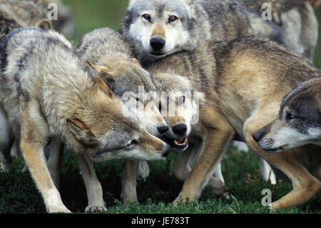 Wolf, Canis Lupus, ausgewachsene Tiere, Herden, Stockfoto