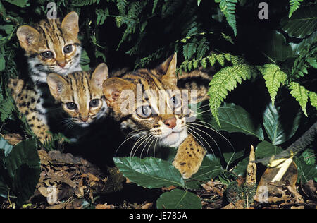 Bengalkatzen, Prionailurus Bengalis Sis, auch Leopardkatze, Weiblich, jung, Stockfoto