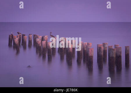 Braun Pelicans(Pelecanus occidentalis) thront auf alten Pier Pfählen vor Sonnenaufgang über dem Golf von Mexiko in Naples, Florida, USA Stockfoto