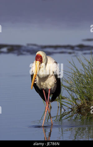 Nimmersatt, Mycteria Ibis, erwachsenes Tier, Wasser, Nakuru Sole Park, Kenia, Stockfoto