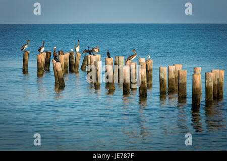 Braun Pelicans(Pelecanus occidentalis) thront auf alten Pier Pfählen auf den Golf von Mexiko in Naples, Florida, USA Stockfoto