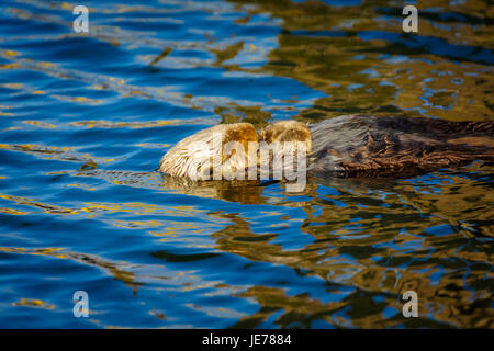 Schlafender Seeotter, Enhydra lutris, schwimmt auf den blauen Wellen eines ruhigen Ozeans Stockfoto