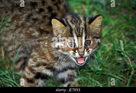 Bengalkatze, Prionailurus Bengalis Sis, auch Leopardkatze, junges Tier, offener Mund, Stockfoto