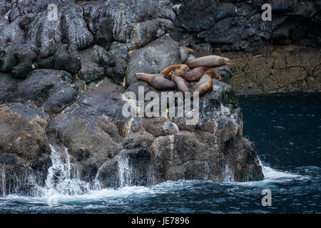 Gruppe von Stellar Seelöwen Rest auf Felsen am Rand der Ozeane Stockfoto