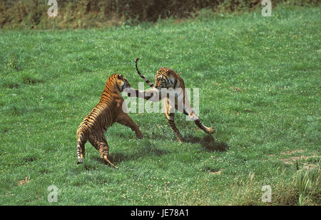 Bengalische Tiger, Panthera Tigris Tigris, ausgewachsene Tiere, Kampf, Stockfoto
