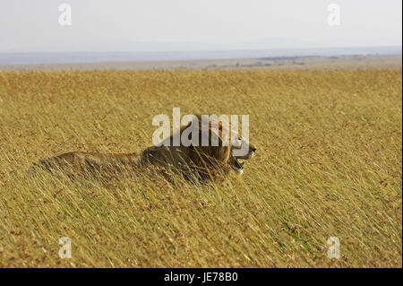 Afrikanischer Löwe, Panthera Leo, kleine Männer, Savanne, Masai Mara Park, Kenia, Stockfoto