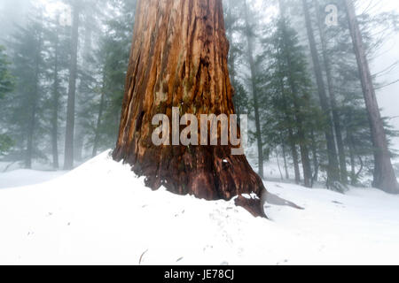 Nahaufnahme des großen Sequoia Baum begraben tief im Schnee Stockfoto