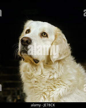 Von der polnischen Tatra-Gebirge-Schäferhund, Tatra-Gebirge oder Tatra Mountains-shepherd Hund, erwachsenen Tier, Porträt, schwarzer Hintergrund, Stockfoto