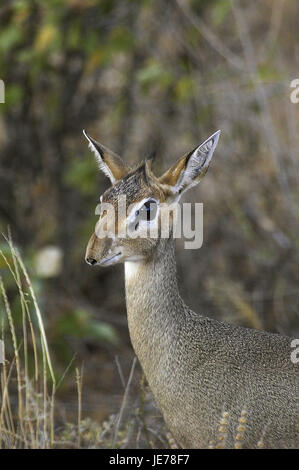 Dikdik oder Kirk-Dikdik, Madoqua Kirkii, erwachsenes Tier, Porträt, Masai Mara Park, Kenia, Stockfoto