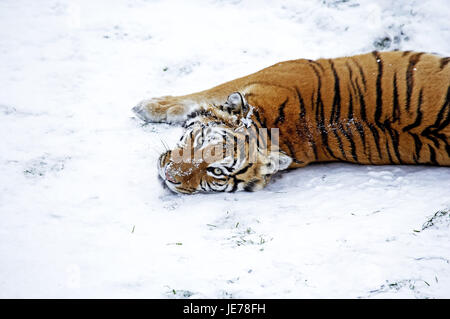 Sibirische Tiger, Panthera Tigris Altaica, auch Amur-Tiger, erwachsenes Tier, Ständer, Schnee, Stockfoto