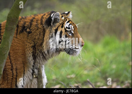 Sibirische Tiger, Panthera Tigris Altaica, auch Amur-Tiger, erwachsenes Tier, Porträt, Stockfoto