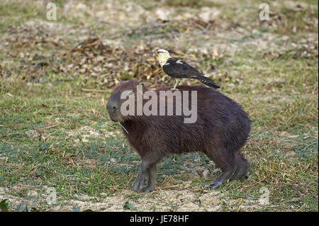 Capybara oder Wasser Schwein, Hydrochoerus Hydrochaeris, gelber Kopf-Chimachima, Milvago Chimachima, der weltgrößte Nagetier, batch-Lianos, Venezuela, Stockfoto