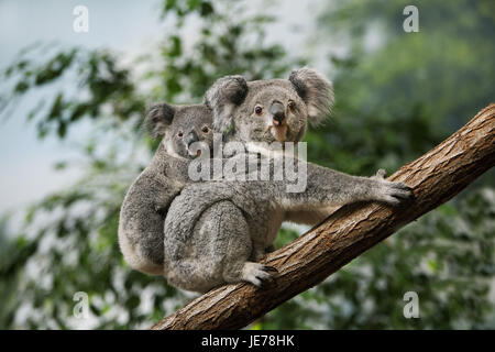 Koala, Phascolarctos Cinereus, Weibchen mit Jungtier auf dem Rücken, Stockfoto