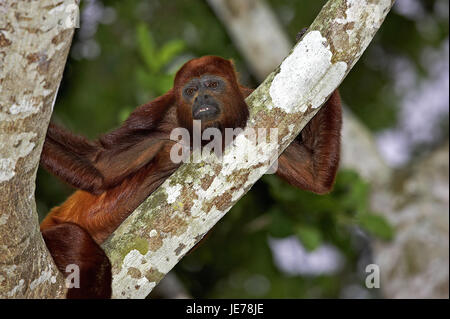 Rot heulen Alouatta Seniculus, erwachsenes Tier, Ständer, Affe, Zweig, Batch Lianos, Venezuela, Stockfoto