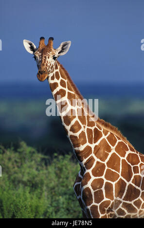 Netzwerk-Giraffe, Giraffe Giraffa Reticulata, erwachsenes Tier, Porträt, Samburu Park, Kenia, Stockfoto