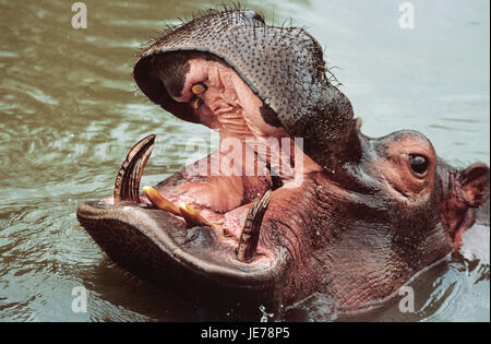 Nilpferd Hippopotamus Amphibius, auch Nil Pferd, großes Nilpferd, erwachsenen Tier, offener Mund, Stockfoto