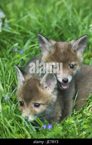 Rotfuchs Vulpes Vulpes, Jungtier, Ständer, Rasen, Normandie, Stockfoto