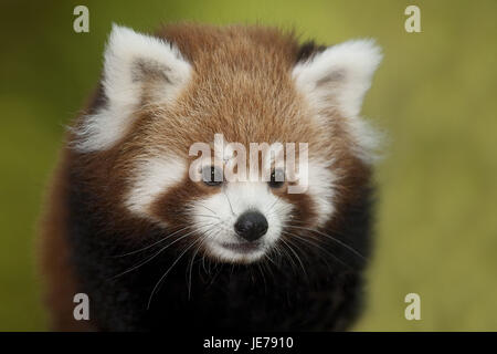 Kleine Panda Ailurus Fulgens, auch roter Panda, ausgewachsene Tiere, Porträt, Stockfoto