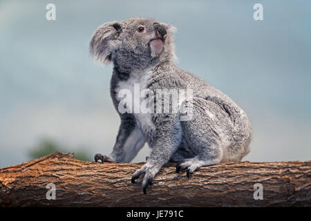 Koala, Phascolarctos Cinereus, auch aschgrau Koala, Weiblich, Ständer, Zweig, Stockfoto