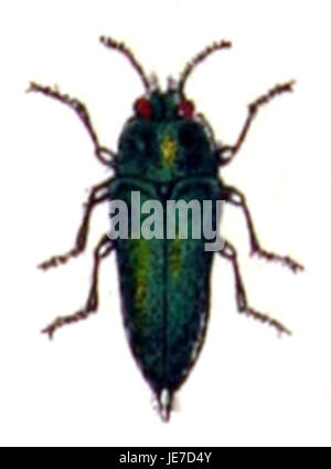 Anthaxia hungarica, eine Art metallischer Holzkäfer, wird hier als Weibchen dargestellt. Dieser Käfer ist bekannt für seine schillernde grün-blaue Färbung, die in Wäldern und Wäldern zu finden ist und wo er eine Rolle beim Holzabbau spielt. Stockfoto