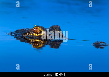 Ein großer Alligator bei Sonnenaufgang mit einer Libelle thront auf seinem Kopf. Das amerikanische Krokodil ist ein Apex Predator und im gesamten Südosten gefunden. Stockfoto