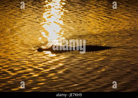Ein großes Krokodil schwimmt vorbei die Reflexion eines Sonnenuntergangs in die Everglades. Das amerikanische Krokodil ist der Apex Predator der Everglades. Stockfoto