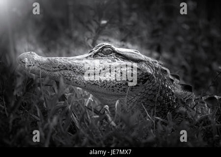 Ein junger Alligator fotografiert in den frühen Morgenstunden in den Florida Everglades. Stockfoto