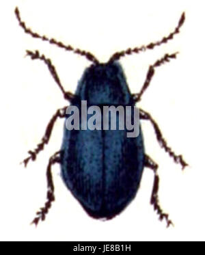 Agelastica alni, auch bekannt als Erlenblattkäfer, ist eine Insektenart, die sich von Erlen ernährt und für ihre ökologische Rolle in Waldgebieten bekannt ist. Stockfoto