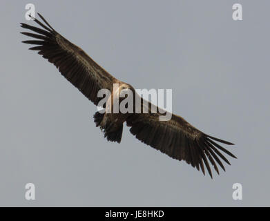 Griffon Vulture abgeschottet Fulvus über einen hohen Berg pass in den Picos de Europa in Nordspanien Stockfoto