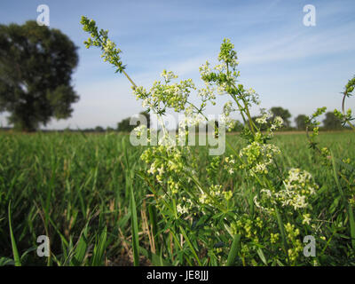 Wiesenlabkraut, bekannt als Wiesengermander, ist eine in Europa verbreitete Pflanzenart. Das Bild aus Hockenheim zeigt die Pflanze in ihrem natürlichen Lebensraum, oft auf Wiesen und Grasflächen, mit kleinen, purpurnen Blüten, die für die Art charakteristisch sind. Stockfoto
