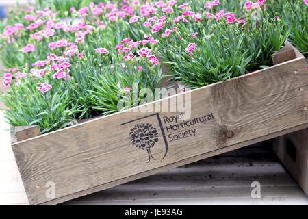 Wisley, Surrey, UK - 30. April 2017: Schachtel mit rosa Nelken mit dem Emblem und Name der Royal Horticultural Society Stockfoto