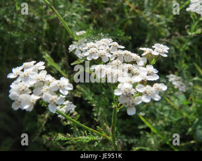 Achillea millefolium, auch Schafgarbe genannt, ist ein mehrjähriges Kraut, das in gemäßigten Regionen beheimatet ist. Sie zeichnet sich durch ihre farnartigen Blätter und kleine, weiße oder rosa Blüten aus. Stockfoto