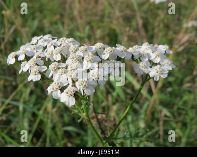 Ein Bild von Achillea millefolium, auch Schafgarbe genannt, zeigt seine weißen Blütentrauben und fein geteilten Blätter. Die Pflanze wird häufig wegen ihrer medizinischen Eigenschaften verwendet. Stockfoto