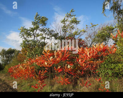 Rhus typhina, auch bekannt als Staghorn Sumac, ist ein Laubstrauch oder kleiner Baum. Dieses Bild zeigt die charakteristischen roten Fruchtblöcke und die federnden Blätter, die für die Art charakteristisch sind. Stockfoto