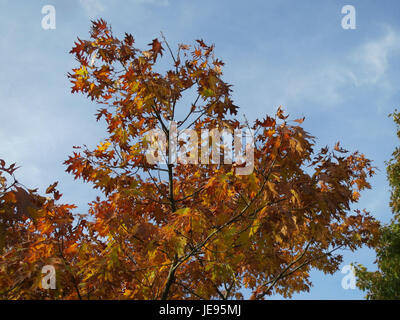 Quercus rubra, auch bekannt als Northern Red Oak, ist ein in Nordamerika heimischer Laubbaum, der für seine beeindruckende Höhe, gelappte Blätter und rote Herbstfarbe bekannt ist. Stockfoto
