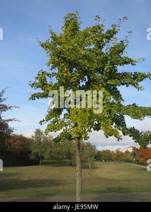 Das Bild „20131018 Ginkgo biloba“ zeigt den Ginkgo biloba-Baum, der für seine einzigartigen fächerförmigen Blätter bekannt ist, die im Herbst hell gelb werden und häufig sowohl im Gartenbau als auch in medizinischen Anwendungen verwendet werden. Stockfoto